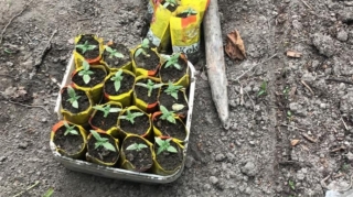 Meşədə narkotik becərən şəxs tutuldu  - FOTO