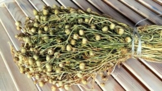 Səhiyyə Nazirliyi üzərliklə bağlı əhaliyə müraciət etdi 