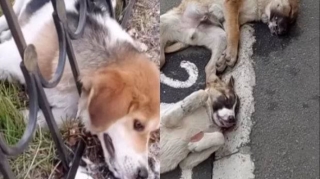 Zaqatalada küçə itlərinin öldürülməsi ilə bağlı AÇIQLAMA   - VİDEO