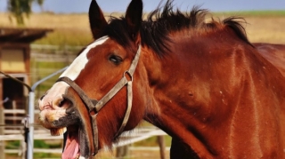 В Джейранбатане лошадей забили до смерти — ВИДЕО 