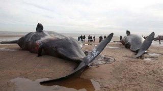 Britaniya sahillərində balinaların kütləvi ölümü qeydə alınıb  - VİDEO