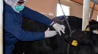 Dabaq xəstəliyi yeməklə insana keçə bilər? - Rəsmi açıqlama 