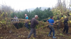 Həyətyanı sahədən külli miqdarda narkotik aşkar edildi - FOTO