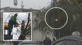 Ağacın arxasında görünməz qalan svetofor və nişan işıq üzünə çıxdı - FOTO 