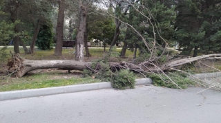 İsmayıllıda ağac aşması nəticəsində bağlanan magistral yol açıldı - YENİLƏNİB 