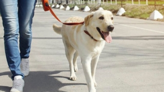 Qərargah : Vətəndaşlar sərt karantin rejimində ev heyvanlarını gəzdirə bilərlər