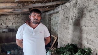 İstixanada narkotik yetişdirən Şəmkir sakini tutuldu  - FOTO