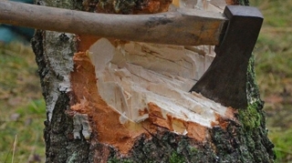 "Avant Group"  MTK və digər obyektlər ağacları kəsdi 