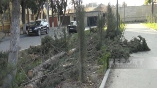 Güclü külək Mingəçevirdə ağacları aşırdı, elektrik və rabitə təsərrüfatına zərər dəydi  - FOTO