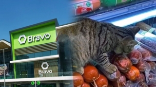 “Bravo”da ətlərin dadına birinci pişik baxır - VİDEO 