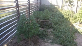 Ağcabədidə çətənə bitkisi yetişdirən şəxslər saxlanılıb  - FOTO