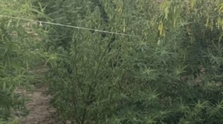 Yevlaxda narkotik bitkilərinin kultivasiyası ilə məşğul olan şəxs saxlanılıb