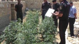 Şəmkirdə narkotik yetişdirən şəxslər saxlanılıb  - FOTO