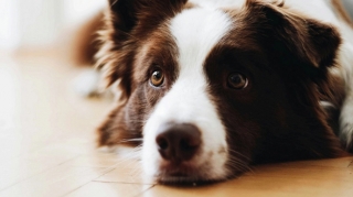 İtlər insanların söhbətlərini dinləyərək yeni sözlər öyrənirlər - ARAŞDIRMA 