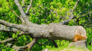 Bakı, Gəncə və Zərdabda ağacların qanunsuz kəsilməsi faktları aşkarlanıb 