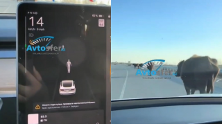 Azərbaycanda “Tesla” avtomobili yoldakı heyvanları insan kimi qeydə aldı - VİDEO 