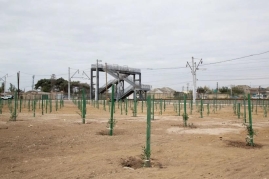 Gəncədə oğul anasını öldürüb