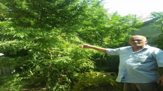 Yevlax sakinindən 5 kq-dan artıq marixuana götürülüb   - FOTO