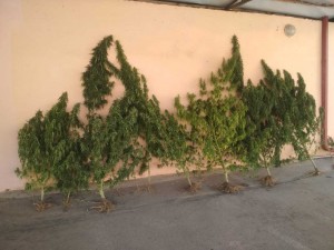 Tərtərdə çətənə bitkisi yetişdirən şəxs saxlanılıb - FOTO