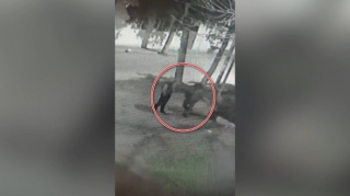 Gəncədə quldurluq və oğurluq etməkdə şübhəli bilinən şəxslər saxlanılıb  - FOTO