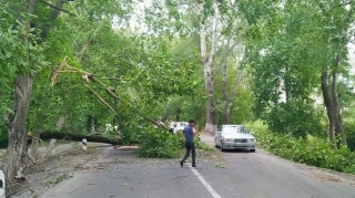 İsmayıllı-Oğuz yolunda nəqliyyatın hərəkəti təmin olunub, yola aşan ağaclar yığışdırılıb  - FOTO