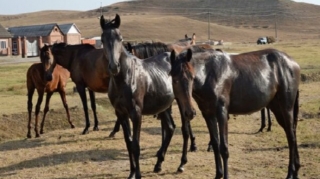 At almağa getmişdi, 15 yaşlı qızı qaçırdı 