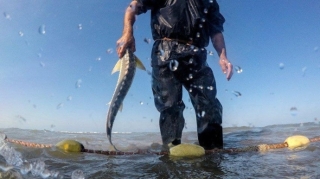 Qanunsuz balıq ovlayan şəxslər cəzalandırılıb