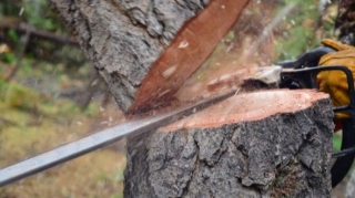 Qusarda qanunsuz fəaliyyət göstərən taxta sexləri aşkarlandı