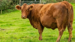 Bu ölkələrdən ət almayacağıq 