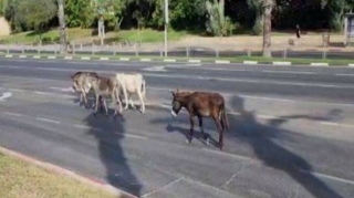Dörd uzunqulaq bulvara gedən yolu bağladı
