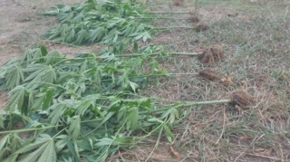 Astara sakininin həyətindən çətənə kolları, evindən silah aşkarlandı  - FOTO