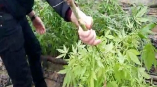 Bakıda həyətində çətənə kolu əkən şəxs saxlanılıb  - FOTO - VİDEO