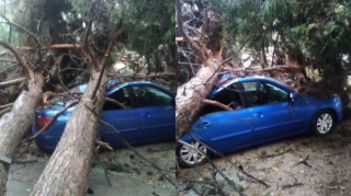 Bakıda ağac maşının üzərinə aşdı   - VİDEO