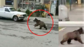 Azərbaycanda ayılar şəhər mərkəzində vahimə yaratdı - VİDEO 