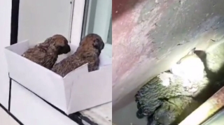 FHN əməkdaşları köməksiz vəziyyətdə qalan heyvanları xilas etdilər  - VİDEO