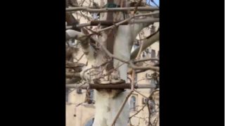 "Azneft" dairəsində yol kənarındakı  ağaclar niyə "qəfəsə" salınıb  - VİDEO