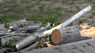 В Гарачухуре дерево упало на дорогу: движение ограничено - ФОТО 