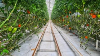 İstixana və mövsümdənkənar meyvələr necə istehlak olunmalıdır? - Mütəxəssis AÇIQLADI 