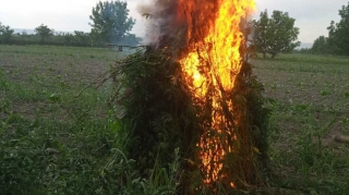 Balakəndə 1 ton 200 kq narkotik vasitə məhv edilib - FOTO 