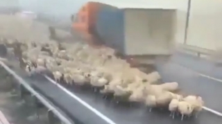 Yük avtomobili yoldakı qoyunları “biçib keçdi”,  çoban canını zorla qurtardı  - VİDEO