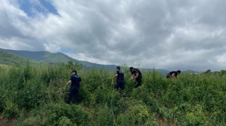 Xocavənddə 1,5 ton narkotik tərkibli bitki məhv edildi  - FOTO