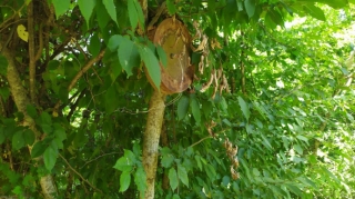 Xocavənddə düşmən tərəfindən ağaca quraşdırılmış piyada əleyhinə mina aşkarlanıb  - FOTO