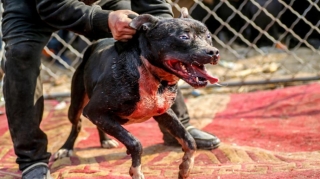 Azərbaycanda it itə yedizdirilib - VİDEO (+21)  