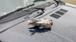 Şahin quşunu qanunsuz ovlayanlar saxlanıldı - Hərəsinə 2 min manat cərimə - FOTO