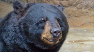 Ayı maşına minib 69 şüşə qazlı içki içdi   - VİDEO