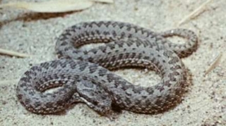 31 yaşlı qadını ilan sancdı - Kürdəmirdə 