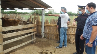 Kürdəmirdə qoyun oğruları tutulub - FOTO