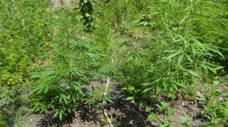 Xocavənddə 1 tona yaxın çətənə kolu YANDIRILDI   - VİDEO