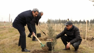 ADY “Heydər Əliyev ili” çərçivəsində ağacəkmə aksiyası keçirib  - FOTO
