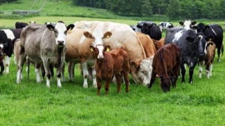 Daşkəsəndə 16 min manatlıq mal-qara oğurlandı 